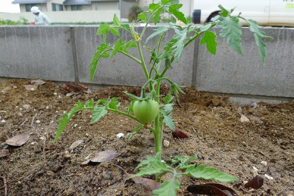 野菜畑　完成！