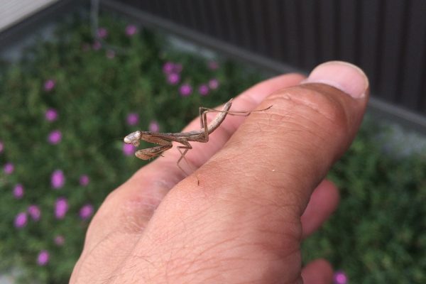 子供たちは夏休み！